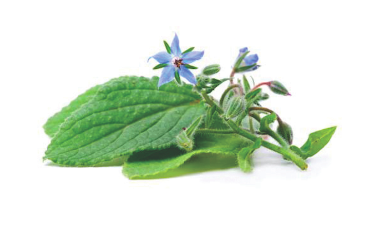 Borage