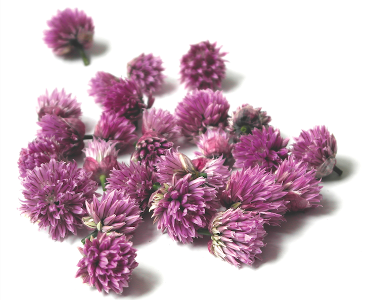 Chive flower