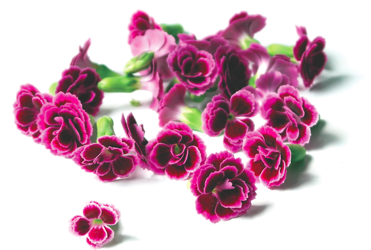 Dianthus