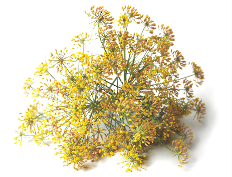 Fennel 