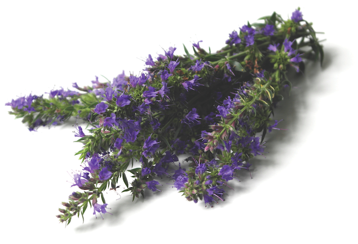 Hyssop