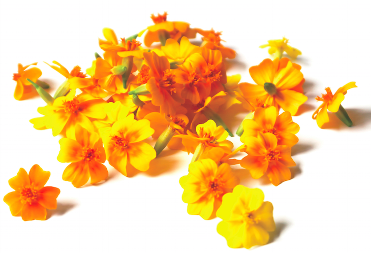 Tagetes flowers