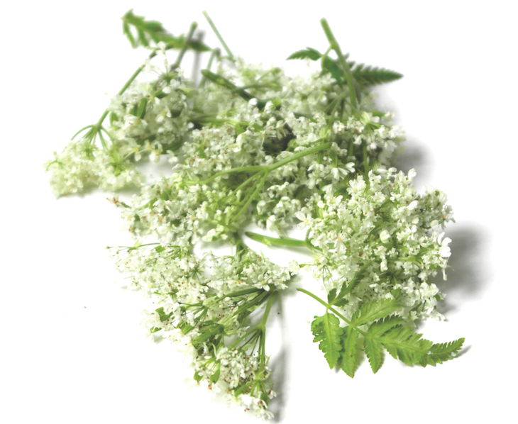 Sweet Cicely