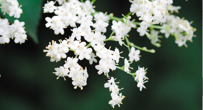 Elderflower