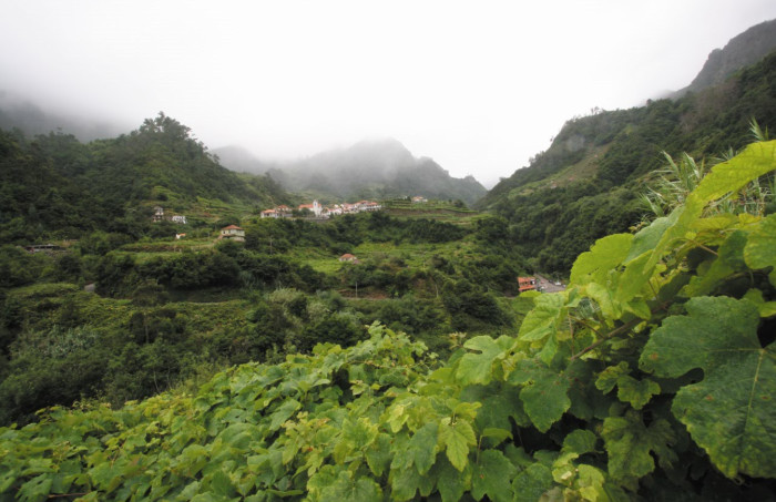 Madeira wine